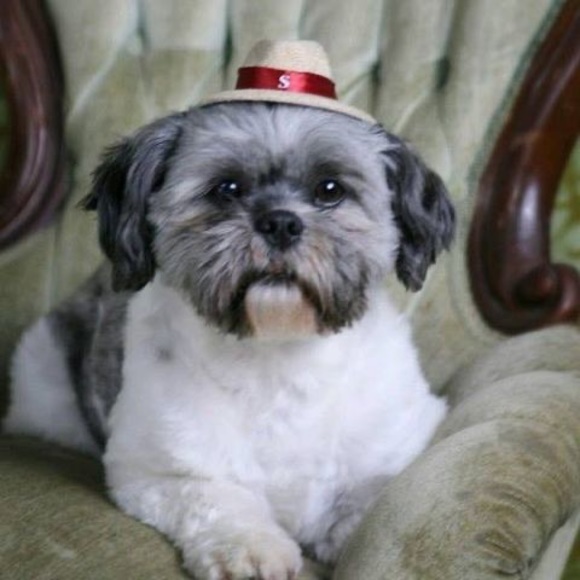 Meet your Posher, Deborah - Picture 1 of 1